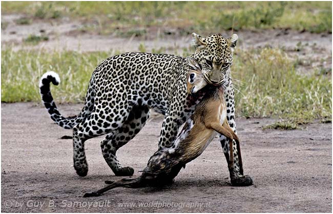 Leopard and its prey